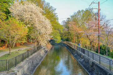 京都　春の山科疏水