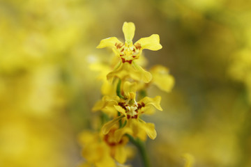 Yellow orchids with blurred background.