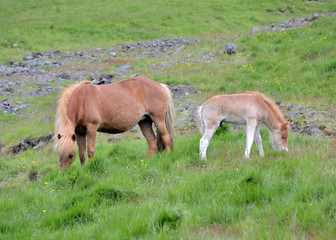 Naklejka na ściany i meble Icelandic horse