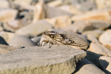 Close view of the noisy cicada insect resting on a stone.