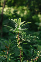 Detail photo of a green rhododendron berries fruits on a bush.
