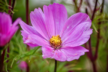 Obraz premium purple detailed flower