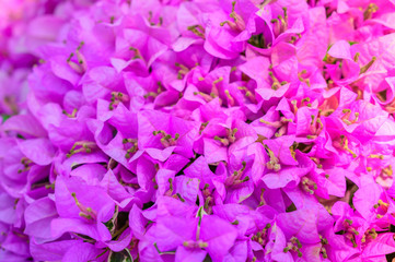 Pink magenta bougainvillea flowers as a floral background
