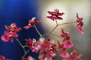 Pink orchids with bokeh background