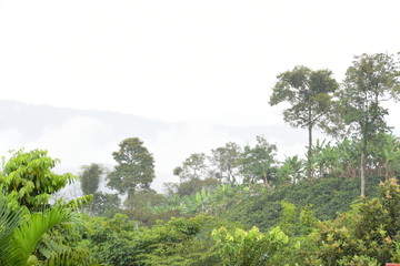  snow forest, Colombian natural landscape