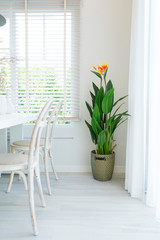 A lush decorative pot plant standing at living room window.