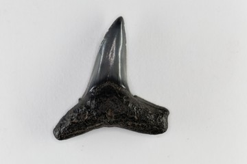 Fossil shark tooth of Eocene age from Florida, USA