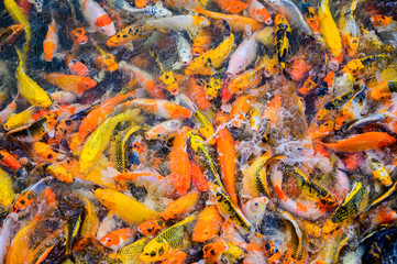 Colorful fancy carp fish, Japan Koi fish swimming in a ponds
