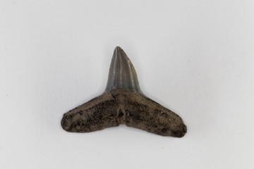 Fossil shark tooth of Eocene age from Florida, USA