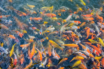 Fototapeta na wymiar Colorful fancy carp fish, Japan Koi fish swimming in a ponds