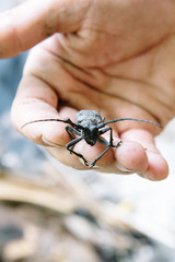 long horn beetle, Cerambys cerdo in hand of men