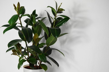 Gummibaum, Indische Kautschukbaum, Zimmerpflanze, Topfpflanze, Ficus elastica