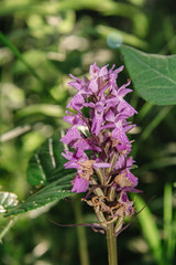 Lupinus, lupin, lupine field with pink purple and blue flowers. Bunch of lupines summer flower