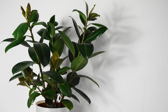 a variegata Azara microphylla 'Variegata' – Secret Garden Growers main image 0