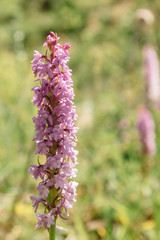 Lupinus, lupin, lupine field with pink purple and blue flowers. Bunch of lupines summer flower