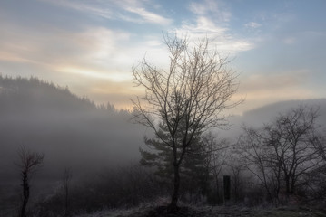 Fototapeta na wymiar A series of misty landscapes in winter. Trees against the backdrop of mountain hills and а delicate sunrise colors. The village of Smolichano in the Osogovo Balkan. Bulgaria.