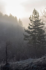 A series of misty landscapes in winter. The solar disk colors the misty sky above the pine forests.	The village of Smolichano in the Osogovo Balkan. Bulgaria.