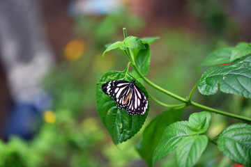 black and white tropical butterfly in vivo on a green background