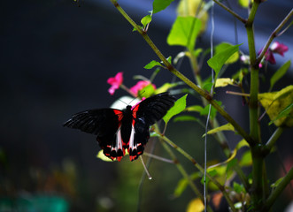 black and red tropical butterfly in vivo on a green background
