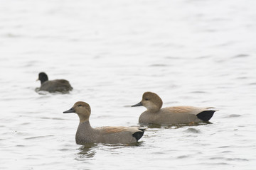 gadwall ducks drake and hen swimming in wetlands