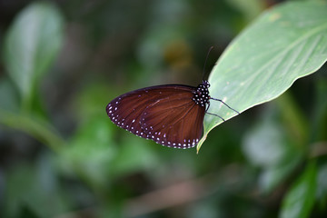   tropical butterfly on green leaves in vivo