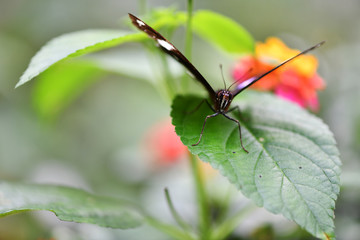 black and red tropical butterfly in vivo on a green background