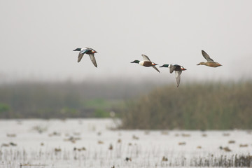 Northern shoveler duck drake hen flying over reeds .