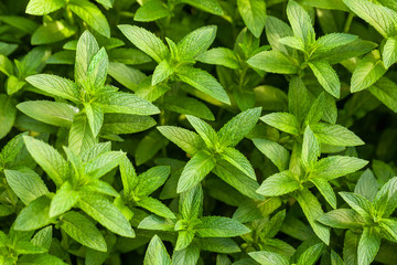 Mint leaves background.