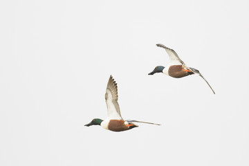 Northern shoveler duck drake hen flying isolated.