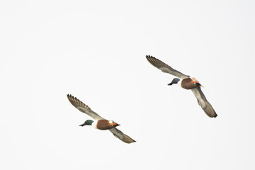 Northern shoveler duck drake hen flying isolated.