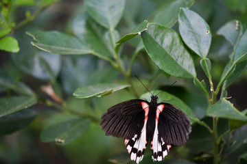 black and white tropical butterfly in vivo on a green background