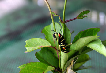 bright caterpillar of a tropical butterfly on a green background
