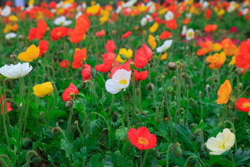 Corn poppy flowers