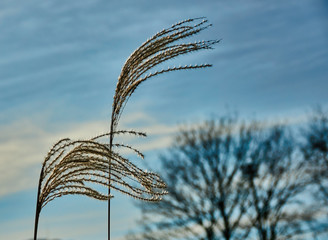 Reed grass blows in the wind, selective focus