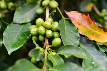  coffee beans and bushes from the Colombian mountains