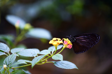 tropical butterfly in vivo on a green background