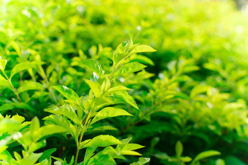 natural green background,selective focus.