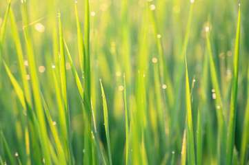 natural green background,selective focus.