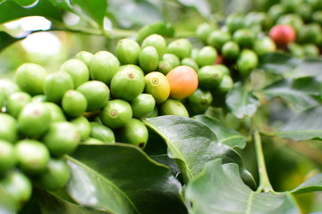  coffee beans and bushes from the Colombian mountains