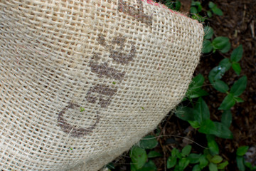 Fototapeta na wymiar coffee sackcloth, colombian mountains, manizales