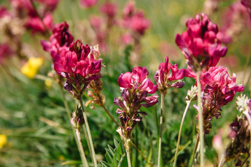 Pink Brush Castilleja rhexifolia pink wildflowers in Wyoming and on the Lago Naki Plateau in the Adygea Mountains.