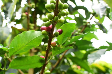  coffee beans and bushes from the Colombian mountains