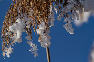  Plants in the snow