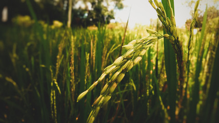 Fototapeta premium Rice plants in the fields. Nature concept background