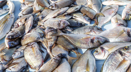 Fresh fish nicely laid out on the counter. Morning catch. Panorama.