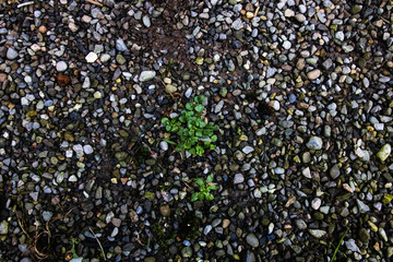 Wet Pebbles With A Plant In The Middle.