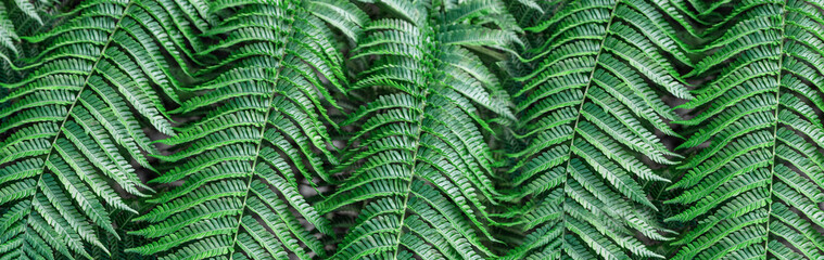 Tropical palm leaves,