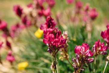 Pink Brush Castilleja rhexifolia pink wildflowers in Wyoming and on the Lago Naki Plateau in the Adygea Mountains.