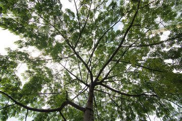Big tree of the mountains of Colombia, Antioquia