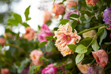 Obraz premium Flower arrangement, colorful various flowers 